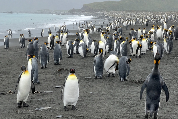 Many penguins